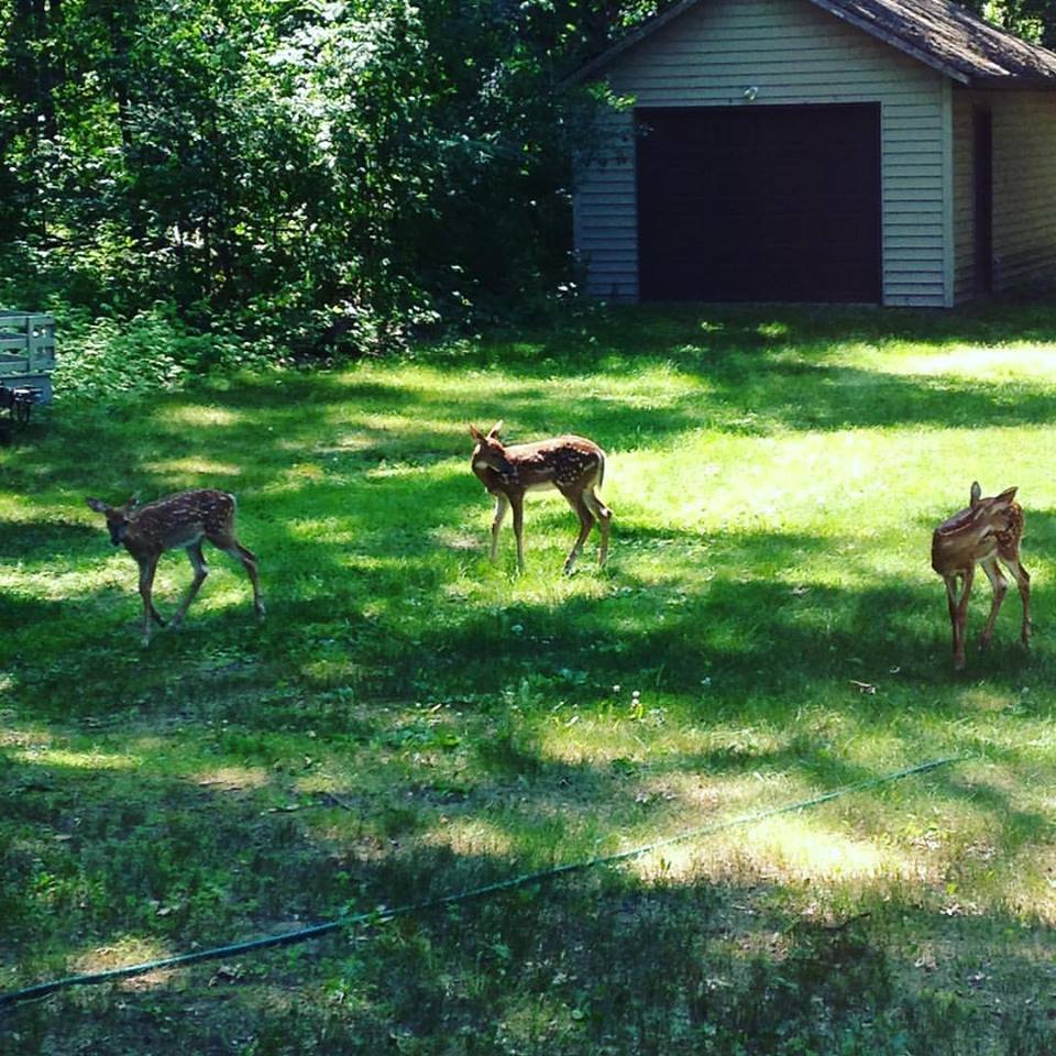 Tips For Welcoming Nature Into Your Backyard