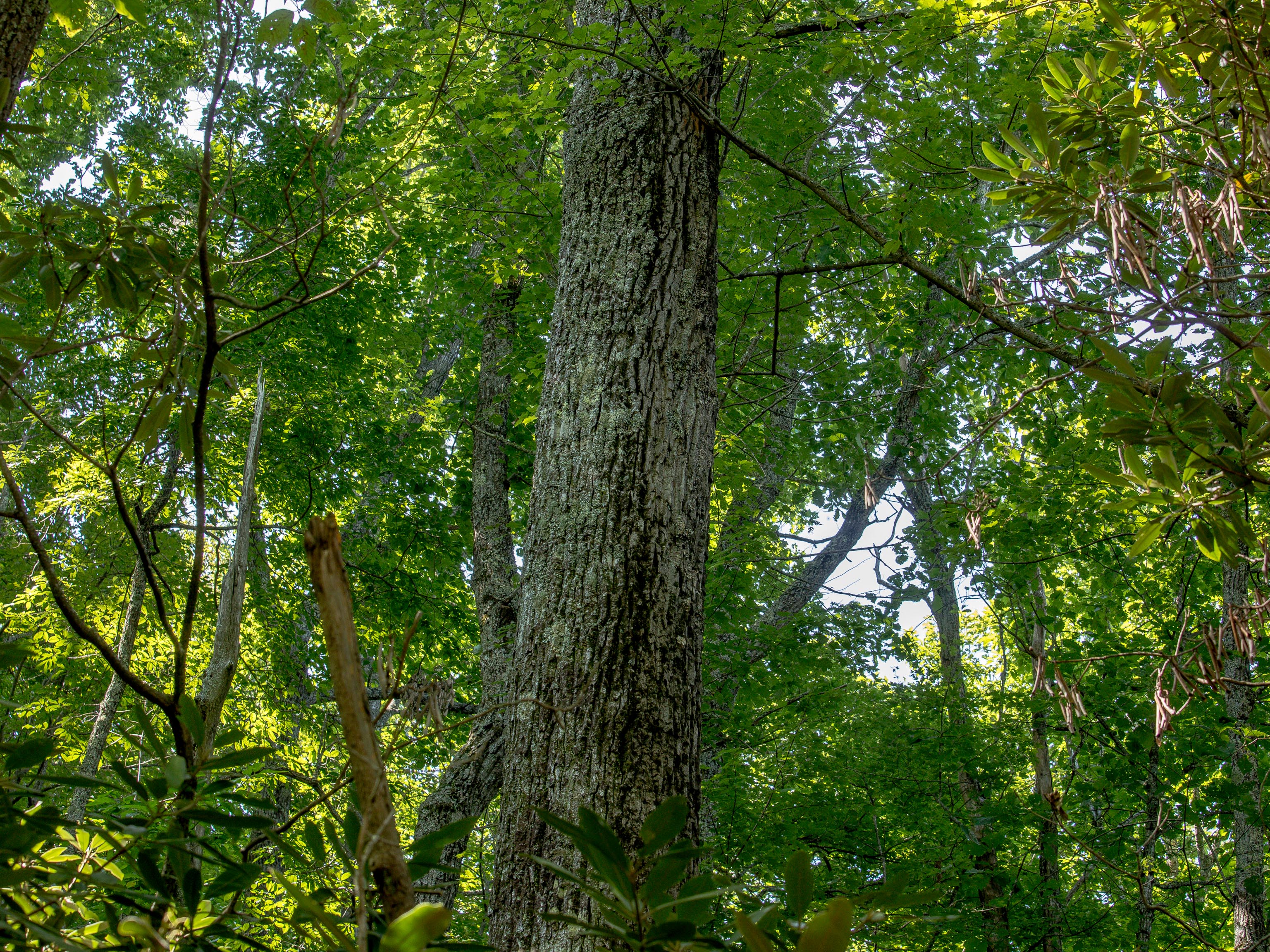 Asheville Hardwood Tree