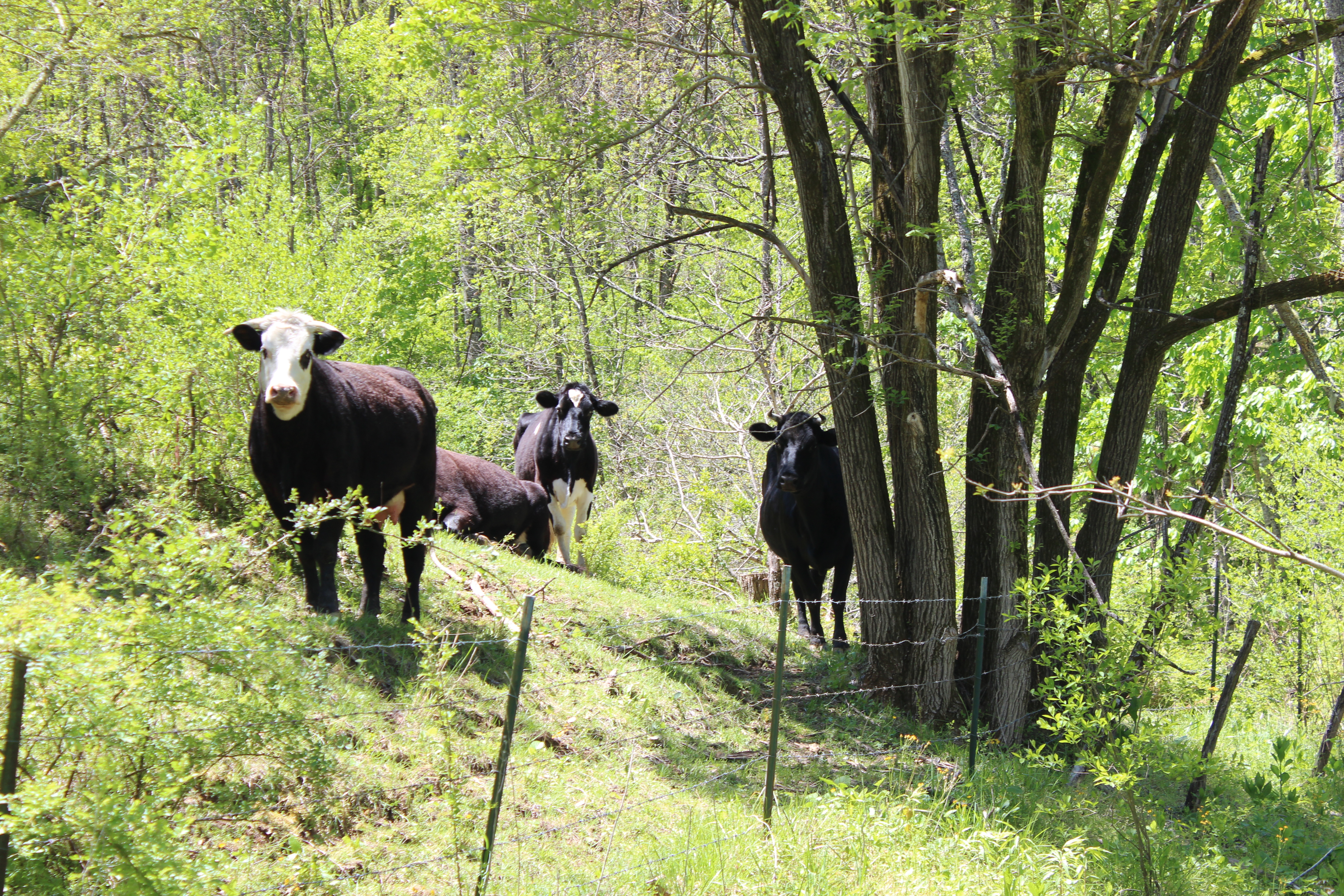 Asheville Cattle Farm
