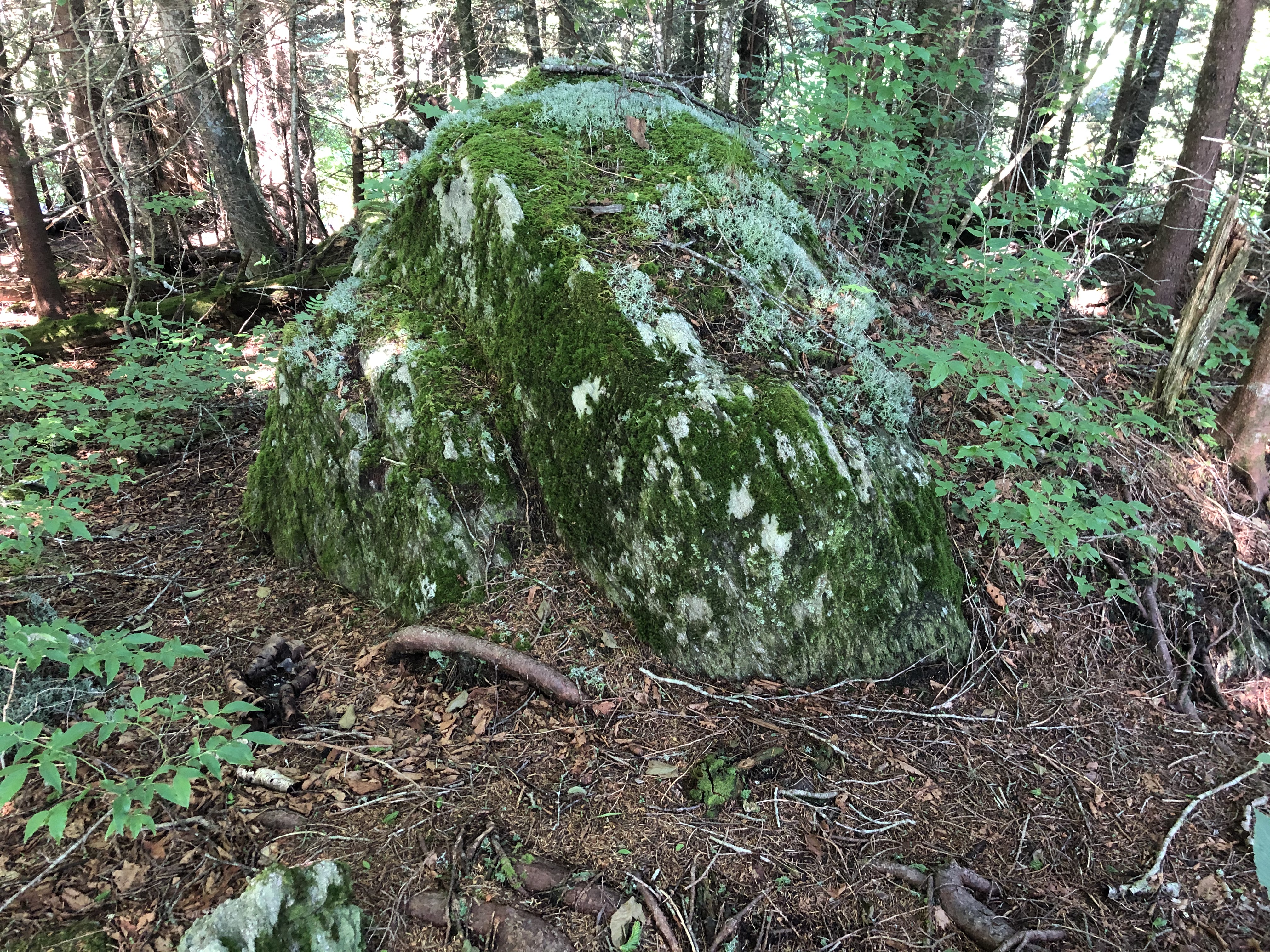Balsam firs dominate the forest. Shaded rock outcroppings sit on the forest floor made soft by a bed of pine needles and moss.