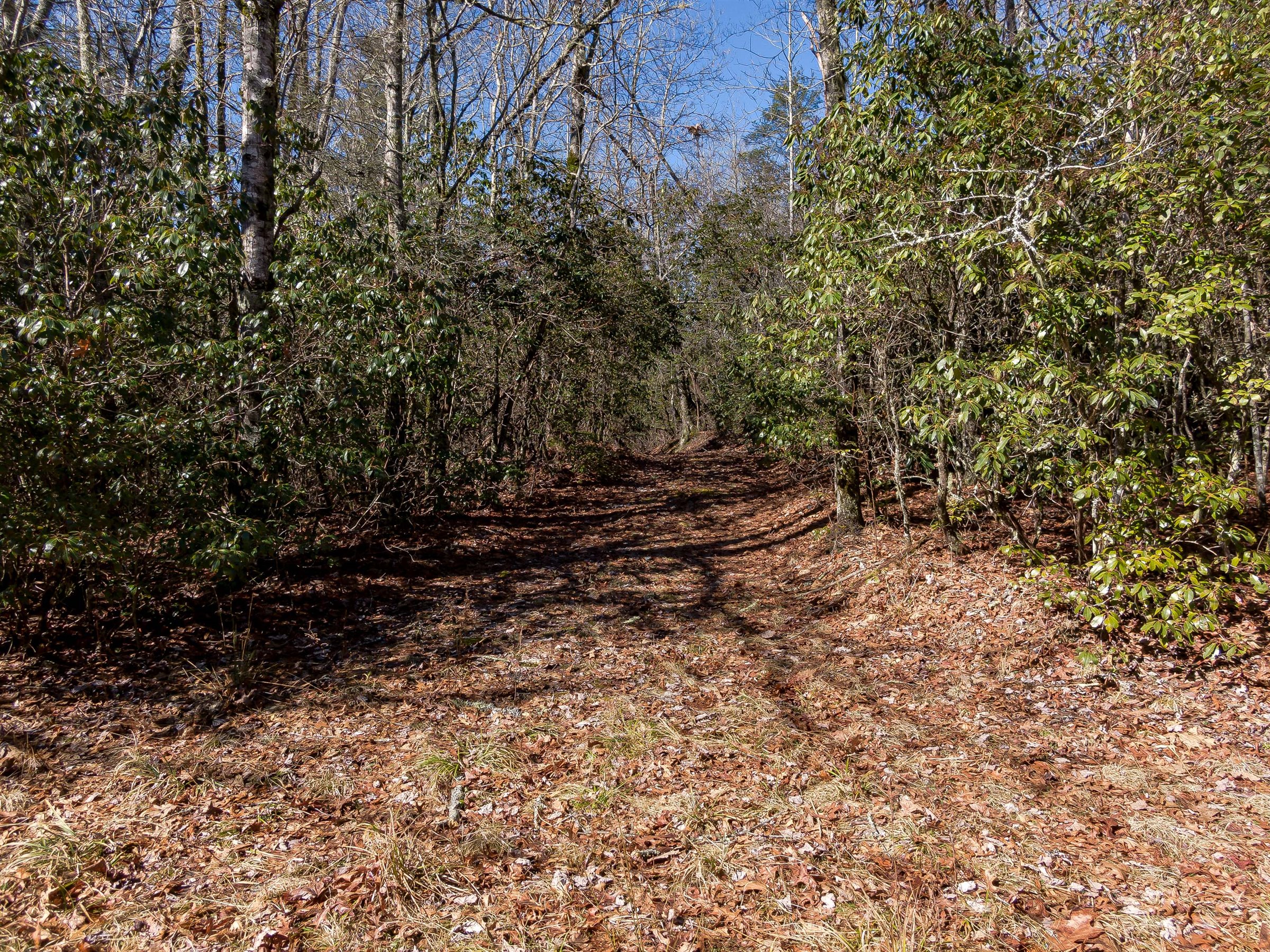 forest land for sale nc