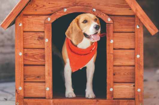 IN THE DOGHOUSE: TIPS FOR HOMEOWNERS WITH DOGS