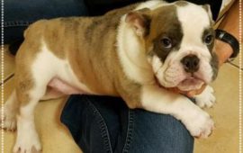 Tri County Animal Rescue: Dogs Need a Home