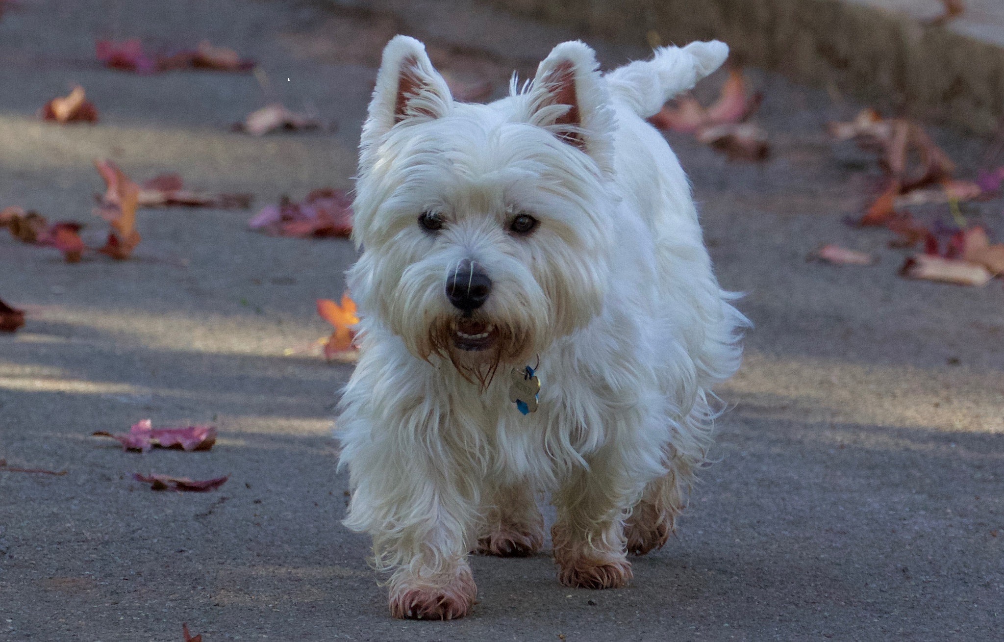 Little White Dogs in Boynton Beach
