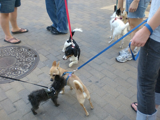 Find an Active Adult Community For You and Your Furry Friend!