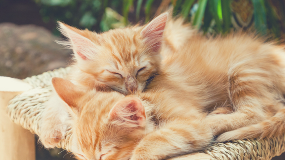 A Nod to Our Furry Friends