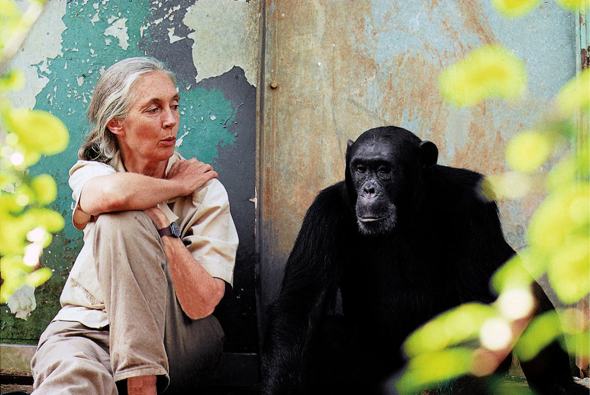 Do Chimpanzees Intrigue You?