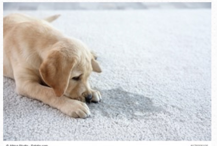 Advantages and Disadvantages of Carpeting