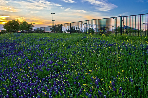 Flower Mound Texas  Flower Mound Homes  Ida Parisi