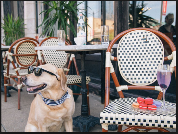 Denver Loves Dogs and Happy Hour: Guide to Yappy Hour