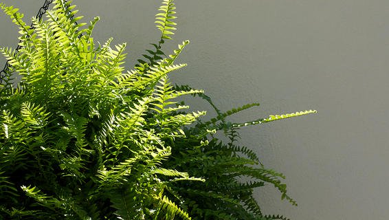 Air purifying houseplants that are good for your home