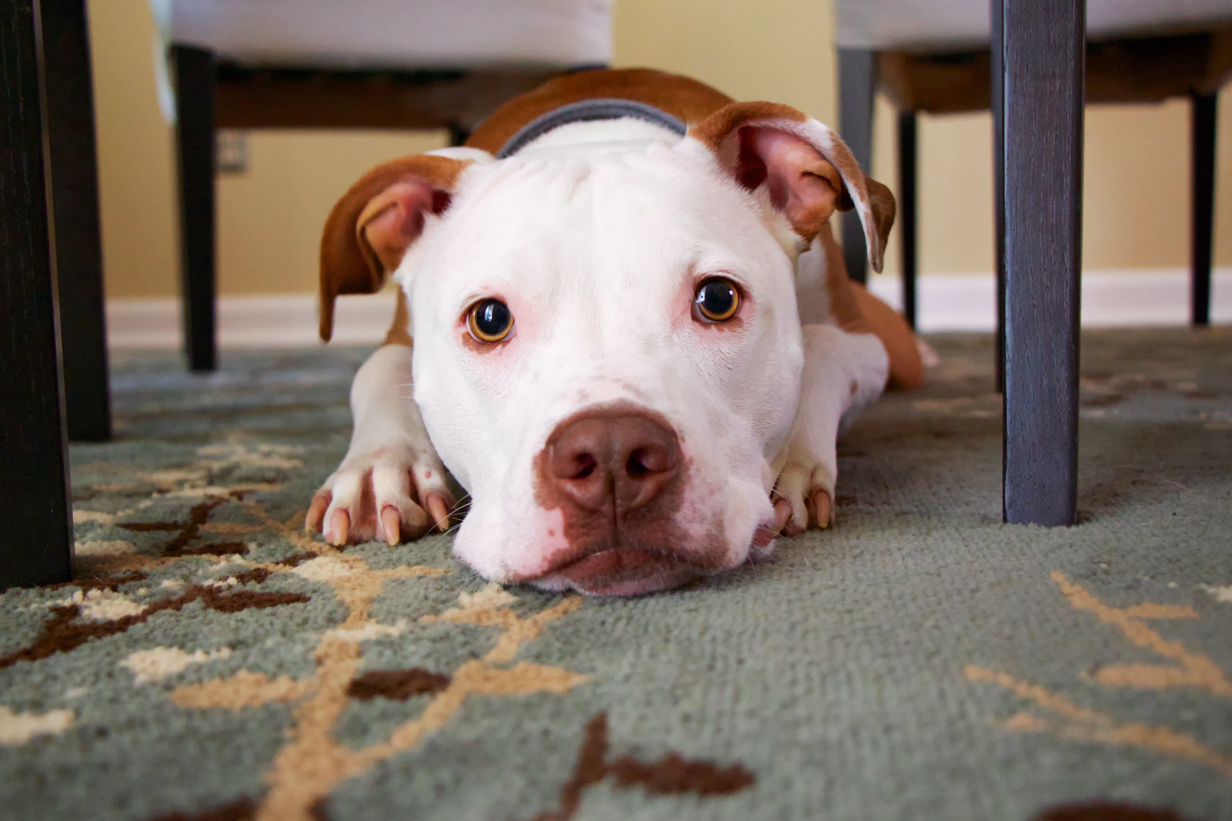 Moving Tips for Dog Owners