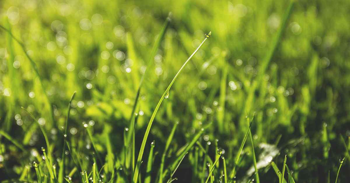 Taking Care of Your Lawn Without Wasting Resources