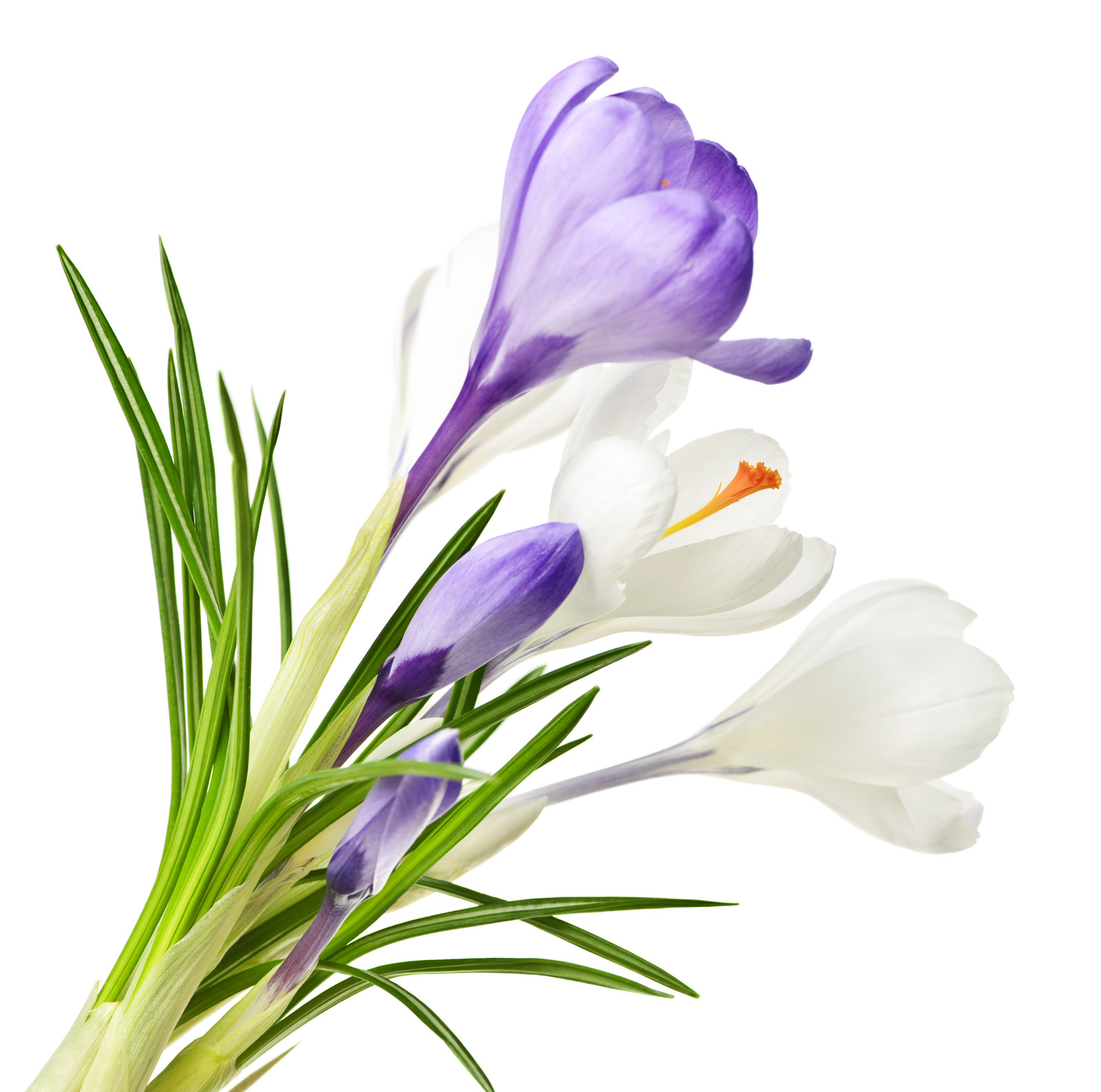 March 31, 2018- Spring is in the air!