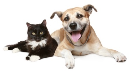 Common Plants Poisonous to Pets