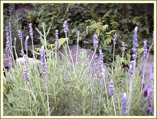 6 Mosquito Repellent Plants