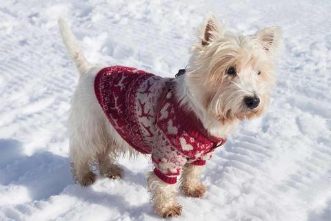 Cold Weather Tips For Your Pet
