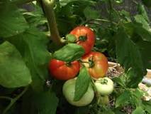 Spring Gardening Tips