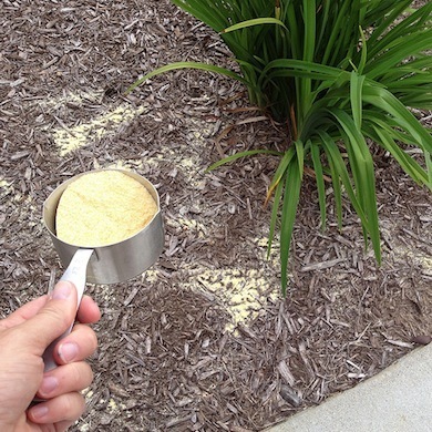 4 Natural Ways to Kill Weeds