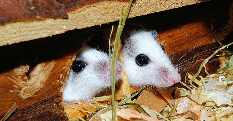 How to Keep Mice & Rats Out of Your Home.