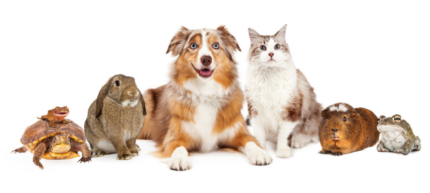 Moving With Pets