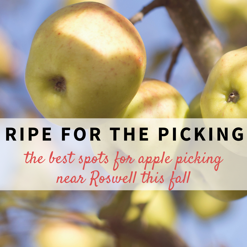 Ripe for the Picking: The Best Spots for Apple Picking near Roswell