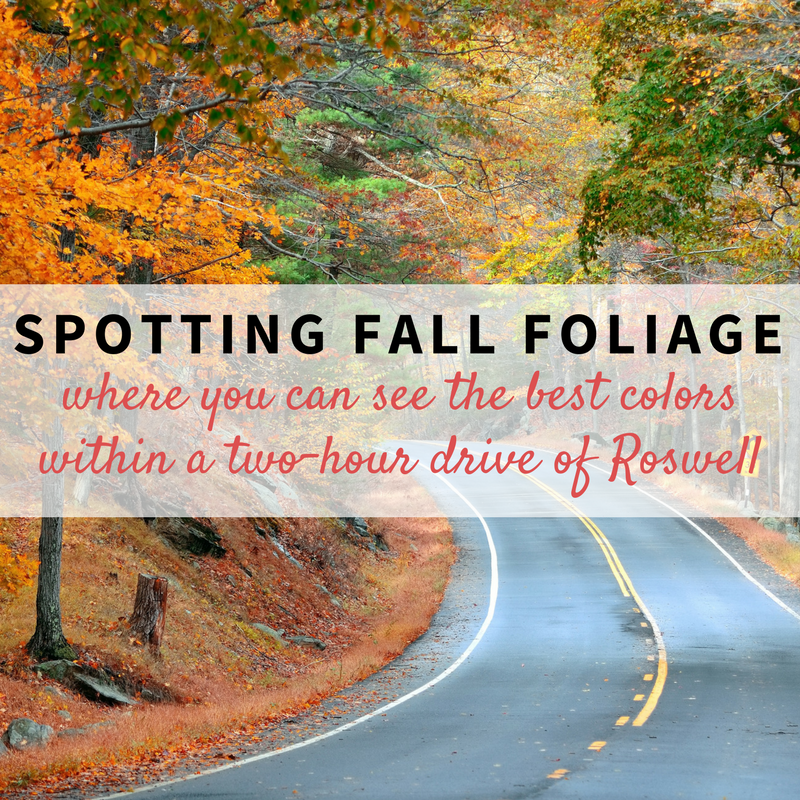 Fall Foliage near Roswell