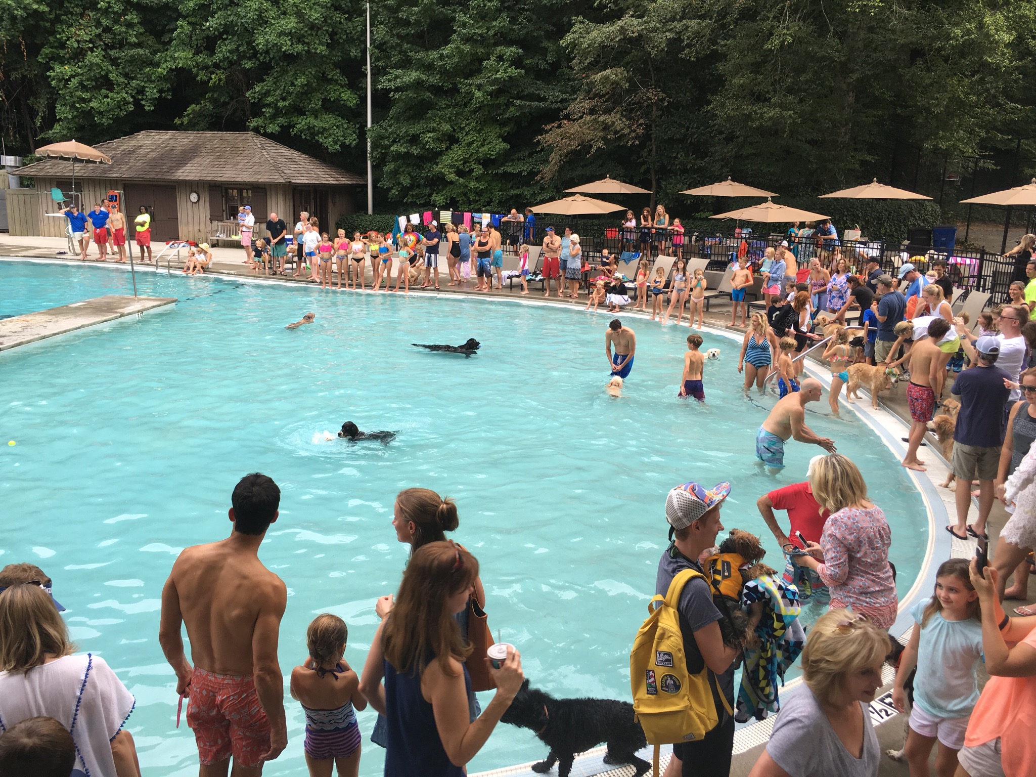 Brookwood Hills Atlanta End of the year Dog Swim