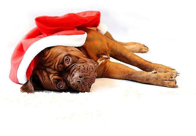 Holiday Pet Hazards Cause Owners to Think Twice