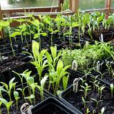 Are You Making These 7 Rookie Mistakes in Your Vegetable Garden?