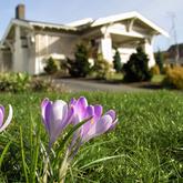 How to divide plants for a great spring garden!
