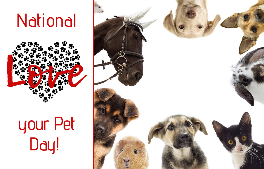 It's National Love your Pet Day!