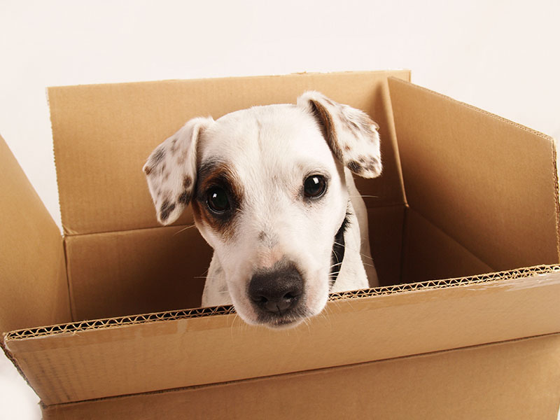 MAKING MOVING EASIER FOR YOUR DOG
