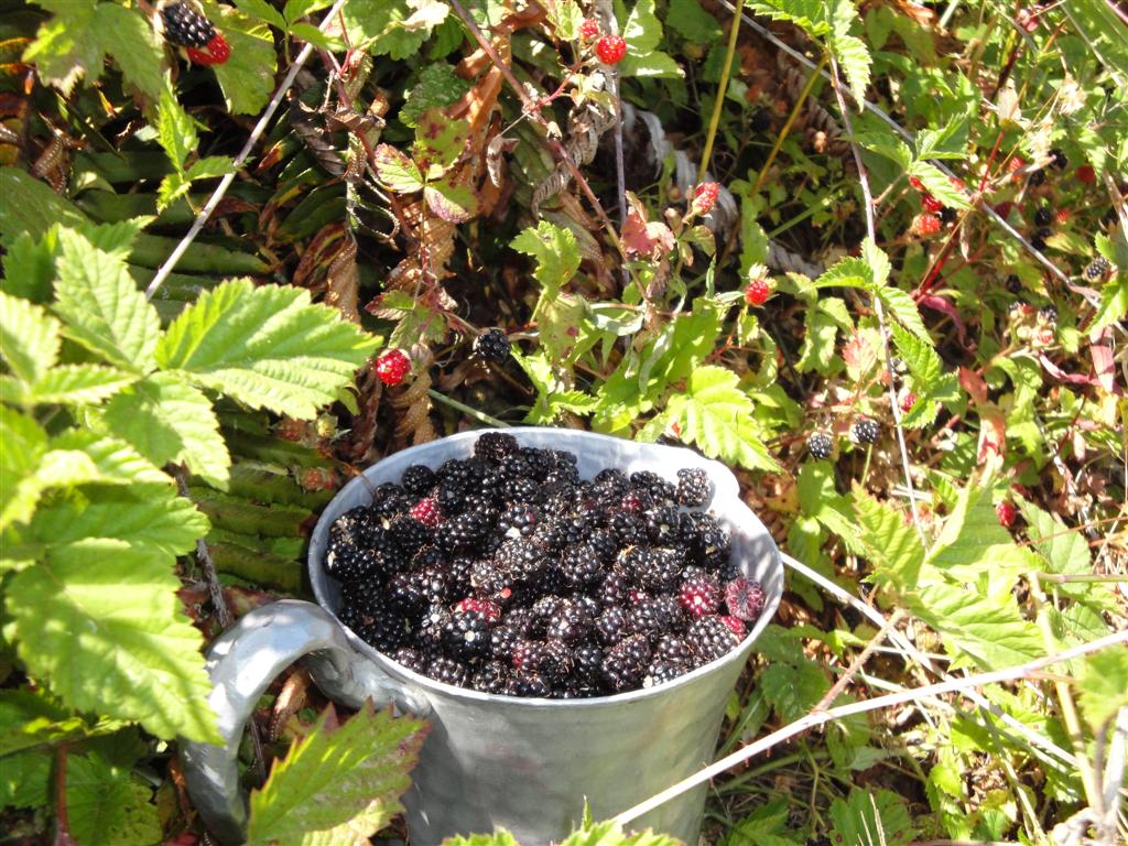 The Joys of Picking Blackberries in the Northwest