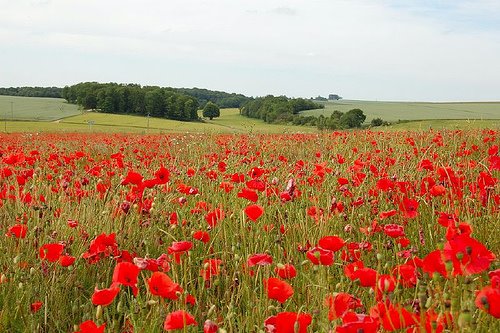 In Flanders Fields…