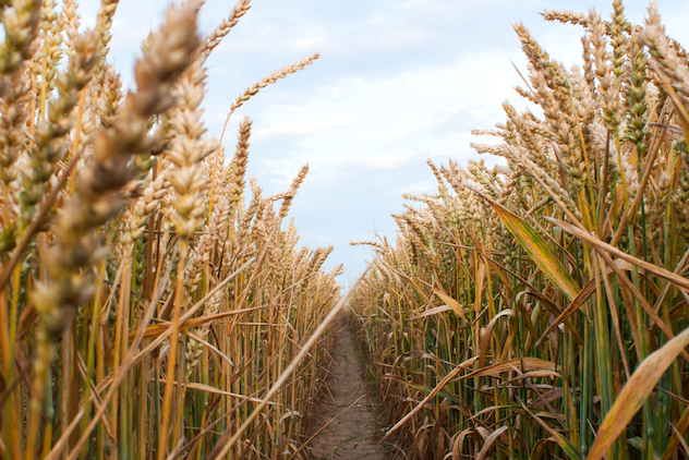 15 Corn Mazes Within 90 Minutes of Manchester