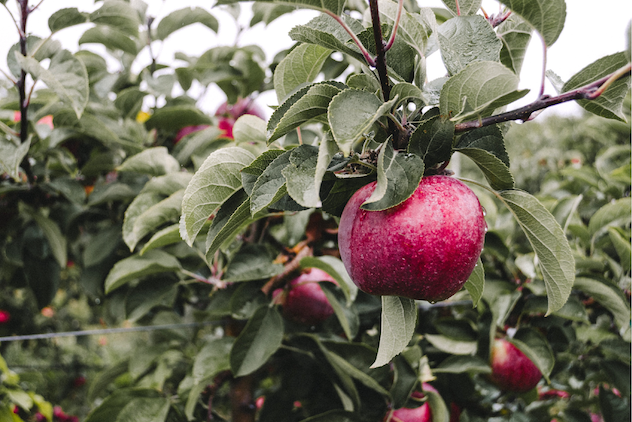 Top 10 Apple-Picking Farms in Southern NH