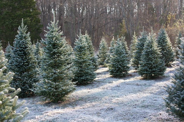 15 Christmas Tree Farms in Southern NH