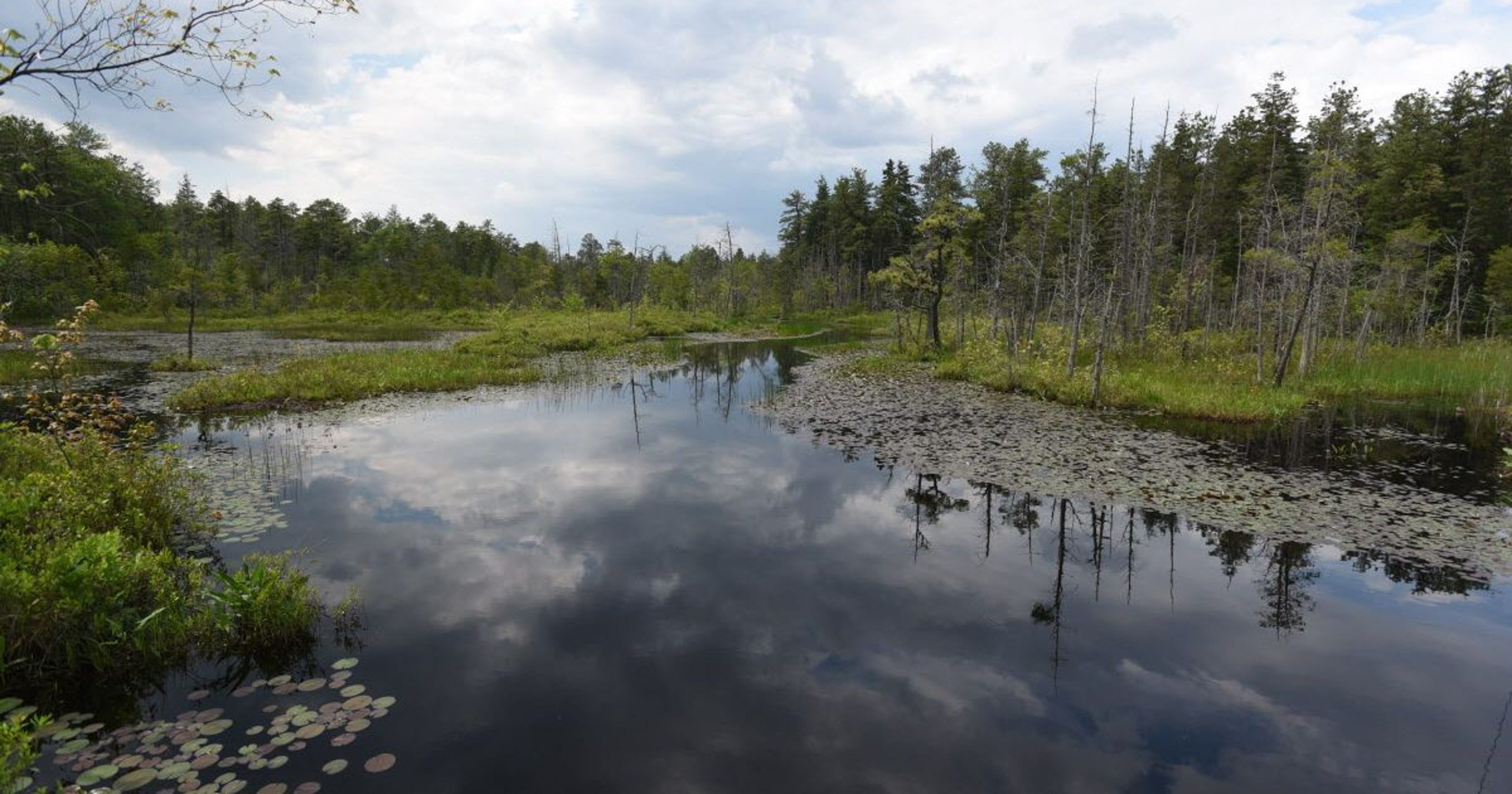 13 Things You Might Not Know About the New Jersey Pine Barrens