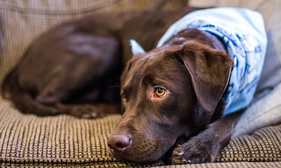 Fido’s Guide to Selling Your Home: Tips and Tricks You Need to Know