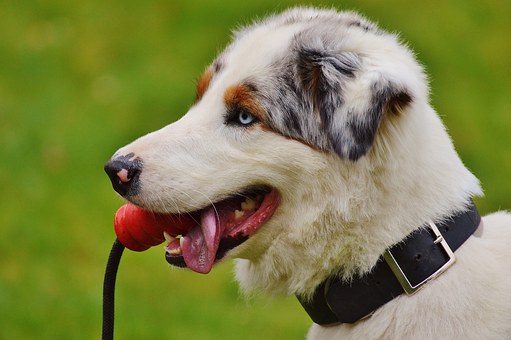 Hide the Smell: Staging Your Home Without Revealing Pet Ownership