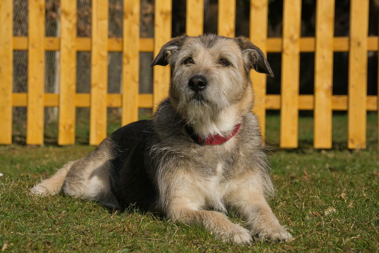 Dogs and Your New Digs: The New Homebuyer’s Guide to Responsible Pet Ownership