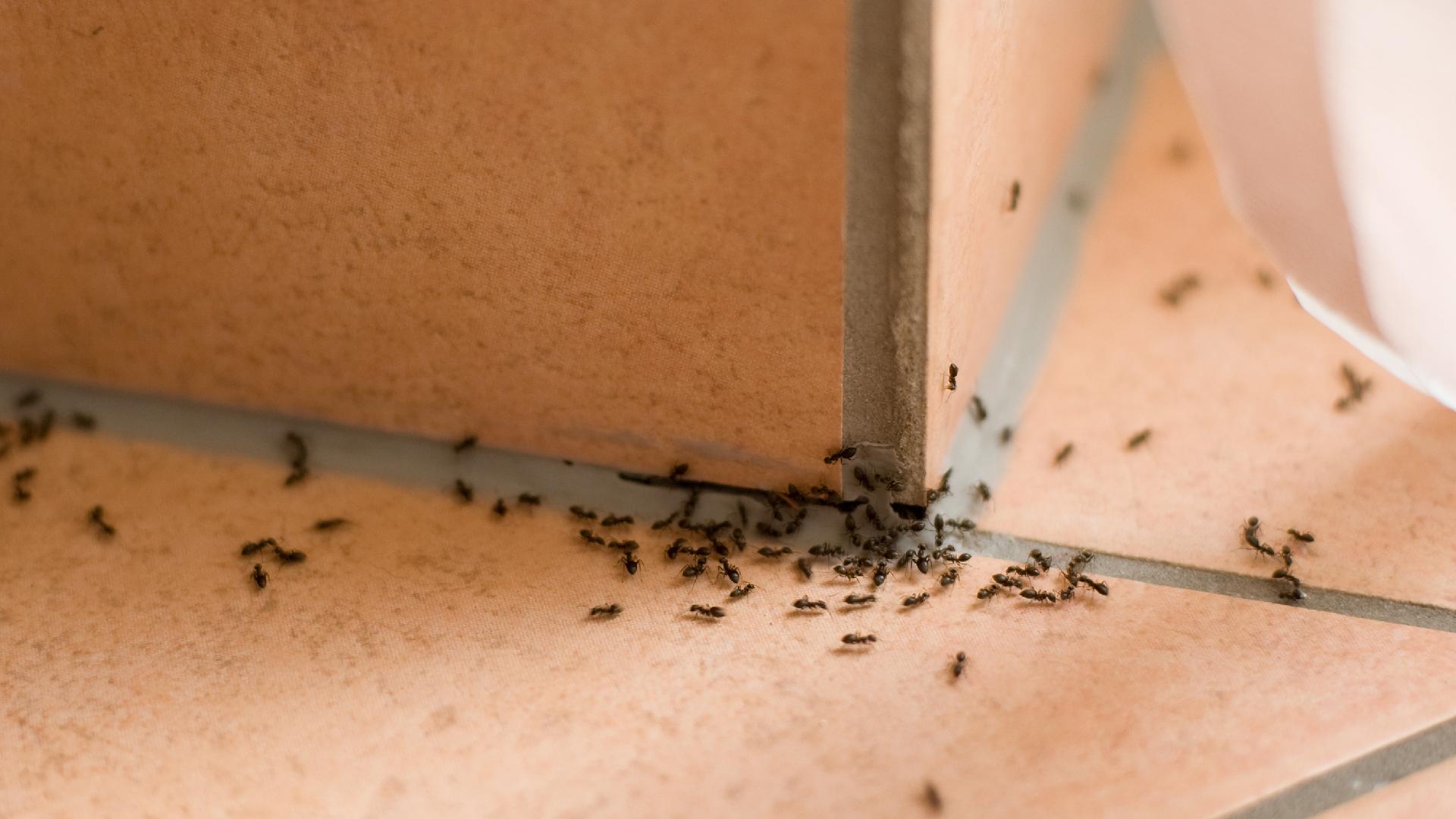 How to Get Rid of Ants