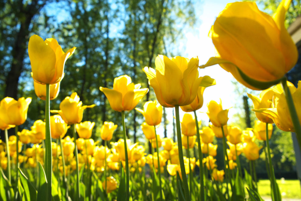 Property Appraisals are BLOOMING