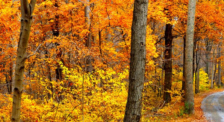 4 Reasons to Buy a Home This Fall!