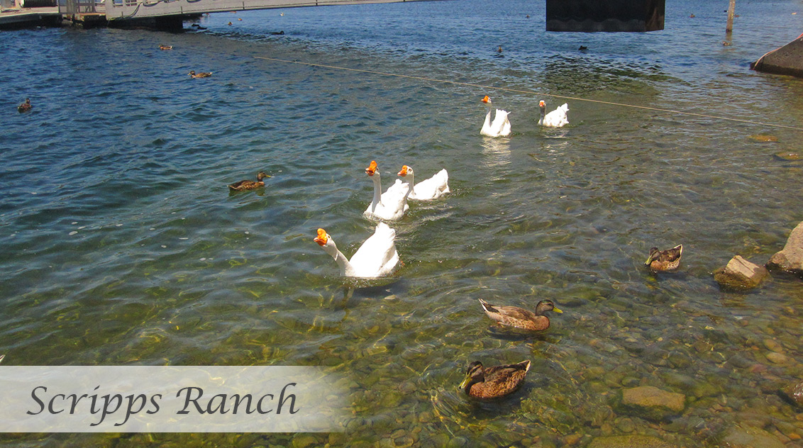 About | Scripps Ranch