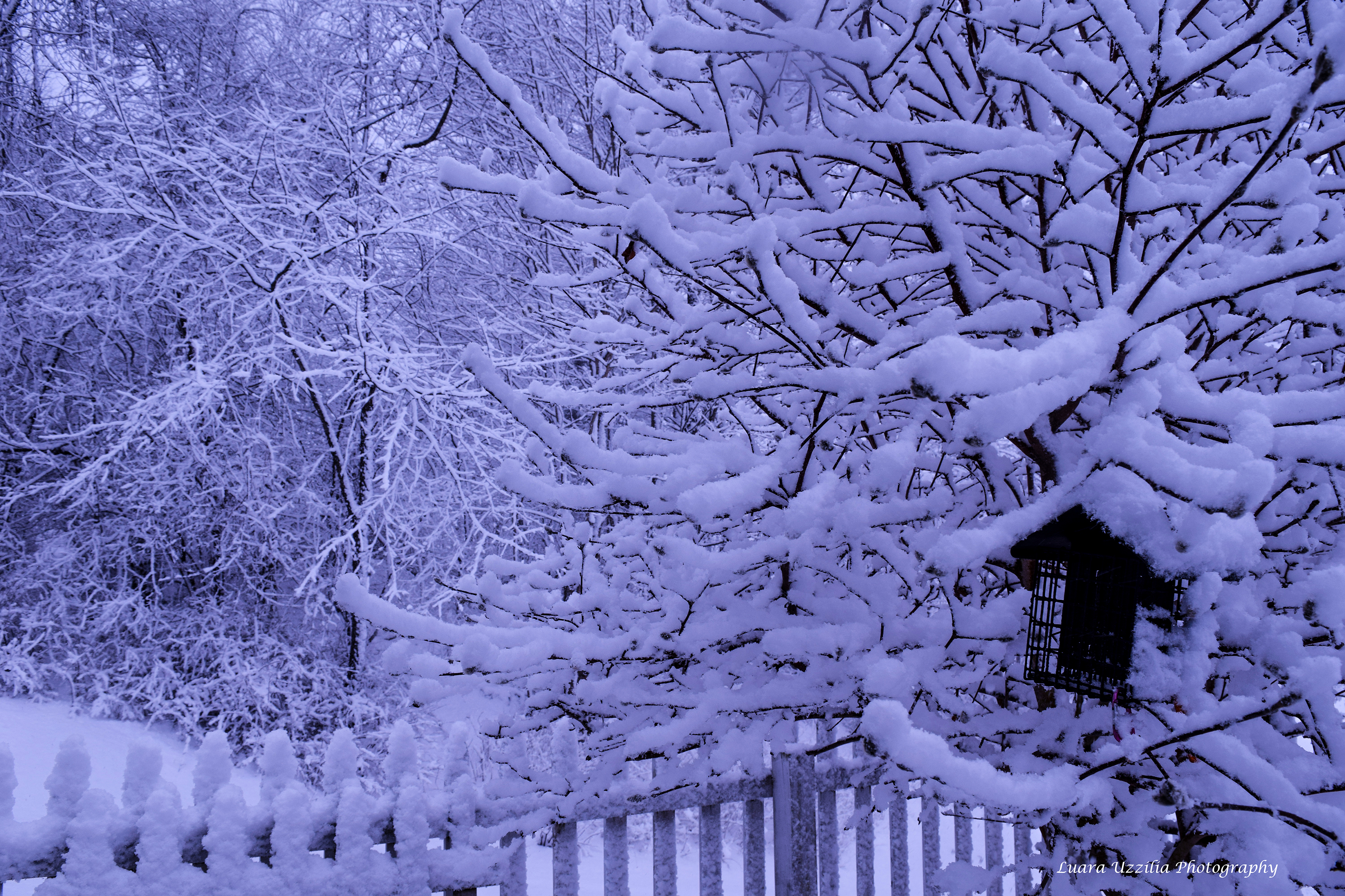 SNOW DAY!