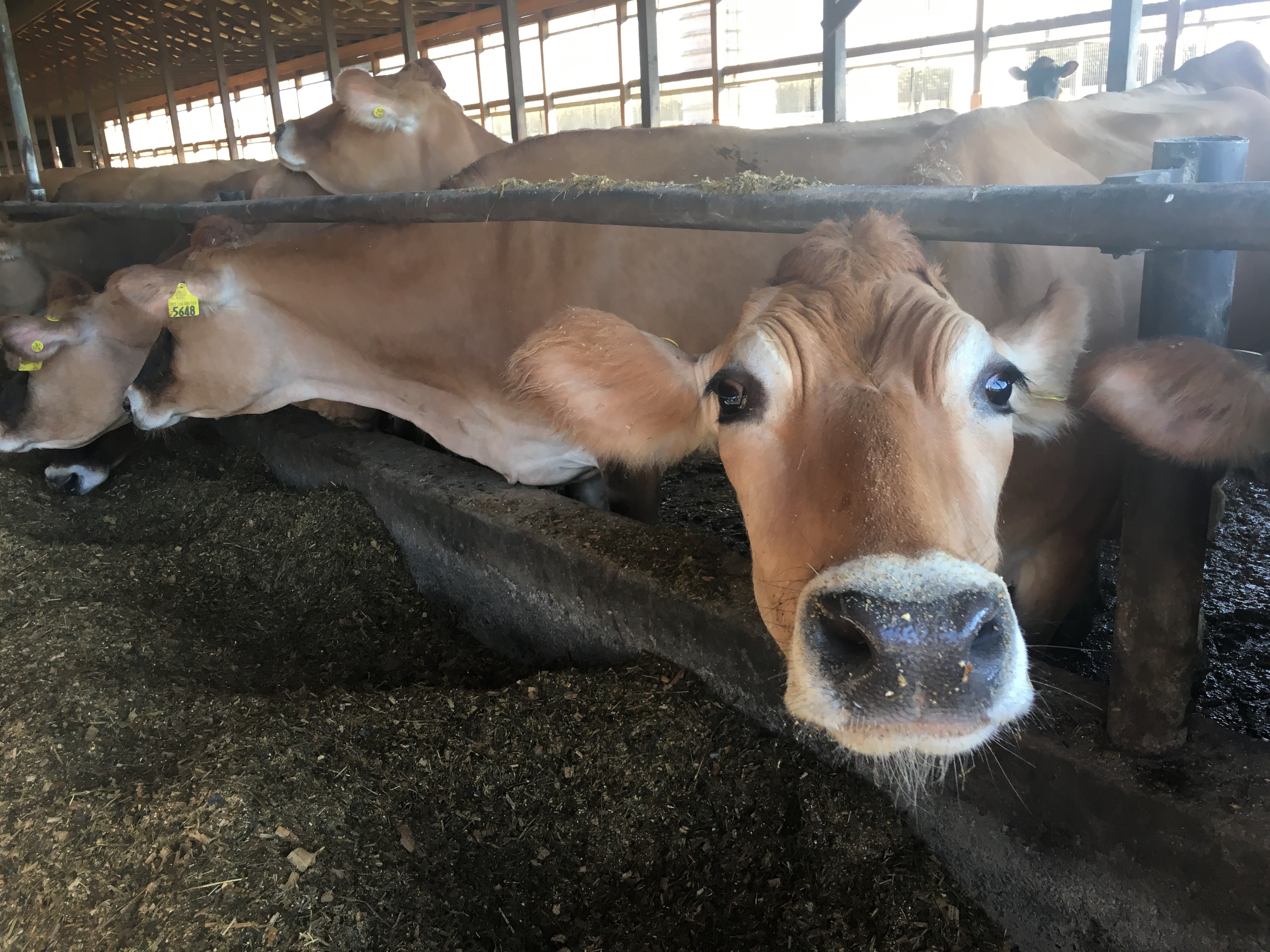 A VISIT TO DUTCH HOLLOW FARM