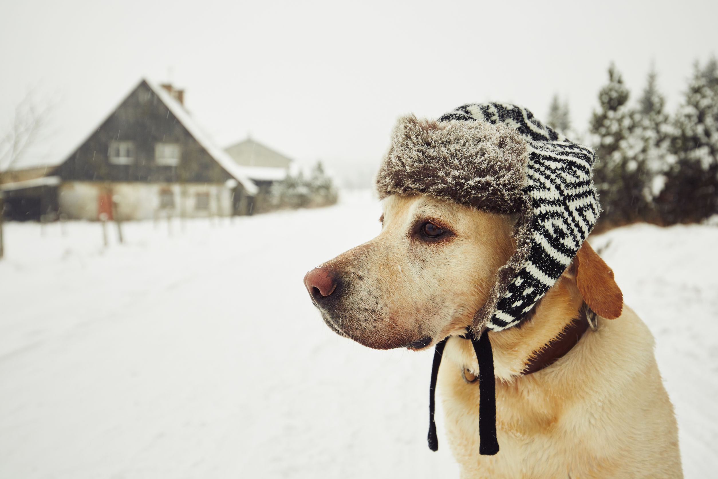 Winter Dog Tips
