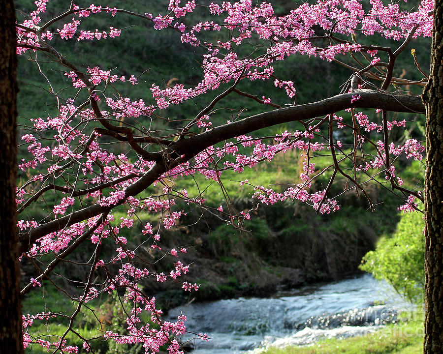 Spring Has Sprung in Virginia! Are These Top April Events on Your Calendar?